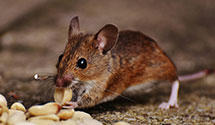 24 Hour & Emergency Exterminators in Cammack Village, AR